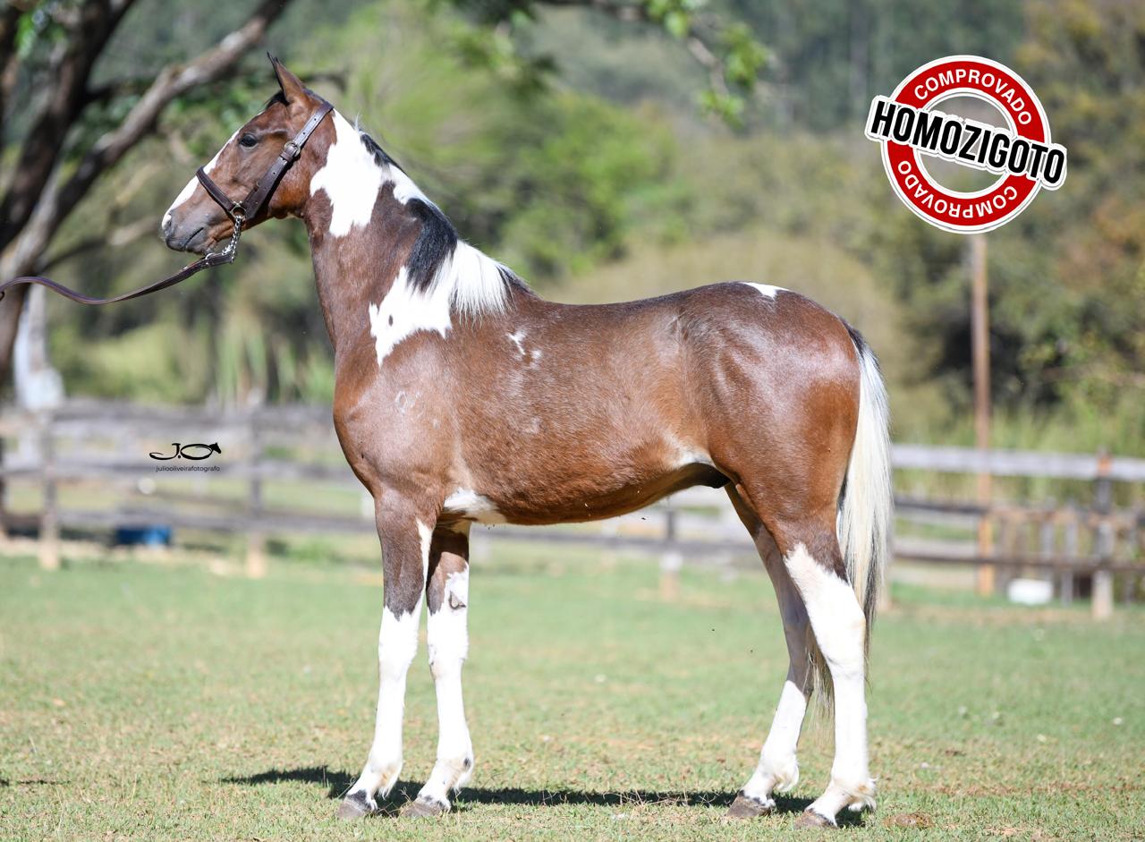 TUPÂ (CHAPA BRANCA) — foto 1