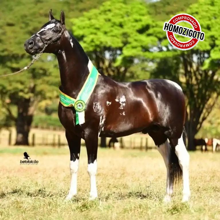 (50%) DO EMBRIÃO IMAGEM ROMANO (HOMOZIGOTA) X FATOR DO FABULOSO (HOMOZIGOTO) — foto 2